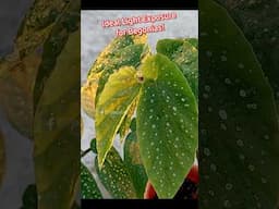 How Much Sunlight Exposure Begonia Plant Needs? - Begonia Plant Care Indoor