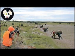 The Ultimate Baboon Hunt – How African Hunters Face Off Against The Smartest Primates In The Wild