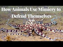 The Art of Deception: How Animals Use Mimicry to Defend Themselves