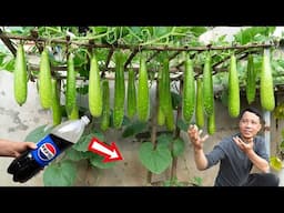 Grow gourd using Pepsi—once you see the results, you’ll never do it any other way!