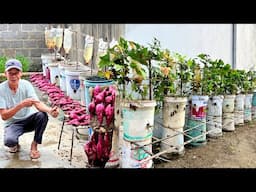 Sweet Potato Growing Tips for Beginners: Without Spending a Penny, 10x Higher Yield!