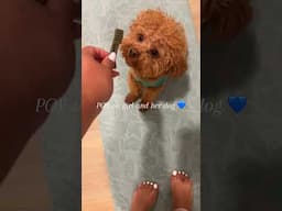 Doggy love 💙 #shorts #toypoodle #thatssonicole #dogmom