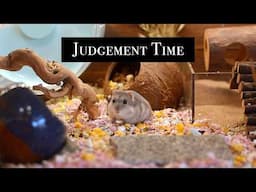 15 minutes of my hamster silently judging my design skills