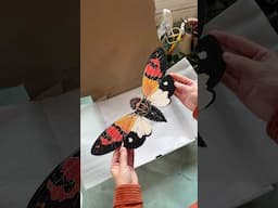 Another week of orders! #walldecor #eclecticdecor #butterfly #butterflies #oddities