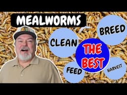 Mealworms-  Complete Care  ( Breeding, Growing, Harvesting, and Cleaning)  🪱🪱🪱🪱🪱