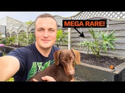 My Exotic Garden Project 2025 Ep.5 - Planting Hardy Palms (Jubaea & Hybrids!)