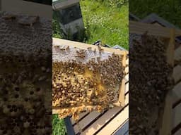 What Do You Think? 🐝