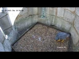 Kettering Peregrines Update - 20th March 2025