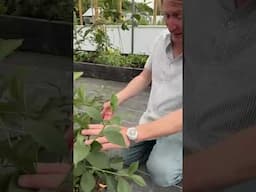 Indoor trees made possible thanks to my Keder Greenhouse. #garden #gardening #paidpartnership #ad