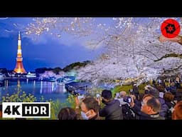 Sakura Blooming at Tokyo's Imperial Palace 2025 - 4K HDR