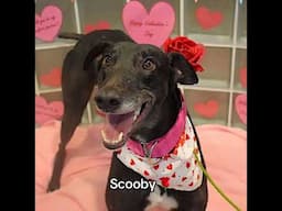Choose your Valentine!