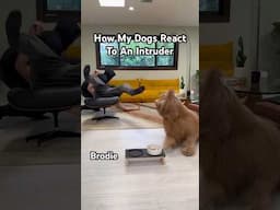 Testing My Dogs Reactions To An Intruder! #dogchallenge #dogdad #goldendoodle #goldenretreiver