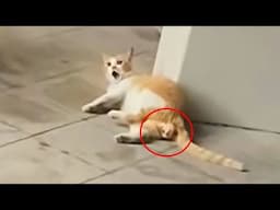 A pregnant stray cat lay in pain and crying for help,its unborn kittens stuck in the birth canal
