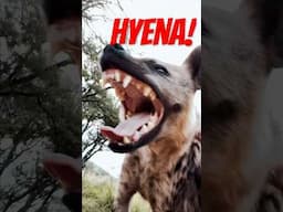 Crazy Hyena Facts!🤯