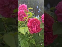 James Austin Rose #davidaustin #rosegarden