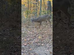 Acorns + Scrape + Close to bedding = Daylight movement 🦌🔥🔥🔥#deerhunting #moultrieproducts