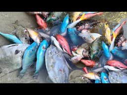 OMG 😱 FISH LIKE NEVER BEFORE #fish #beach #love