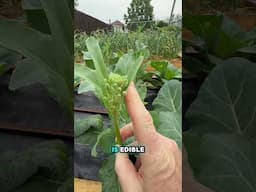Best green for summertime! #gardening #gardeningtips