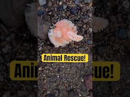 Rescuing Cute Shrimp And Jellyfish! 🪼#animals #nature #shorts