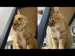 Everything Is Temporary. Except Cat Chaos 😂 Funny Cats Videos 2025 🐱