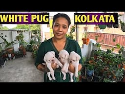 Best Quality White Pug in kolkata ☺️Best Dog Kennel in kolkata☺️White Pug dog kennel in india
