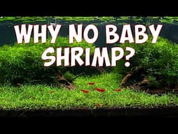 Baby Shrimp Dying? WATCH THIS! 🦐