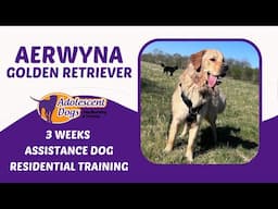 Aerwyna the Golden Retriever | 3 Weeks Assistance Dog Residential Training
