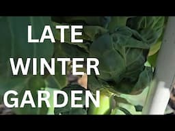 Late Winter Garden. Kale, Brussel Sprouts, Collards, Garlic. Over wintered pepper plants.