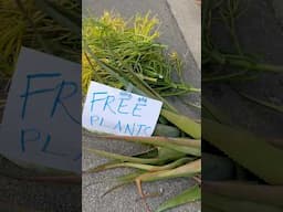 A busy day in the garden = free plants! #garden #freeplants #plants