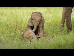 Three months of baby elephants Lenny and Sulwe | Sheldrick Trust