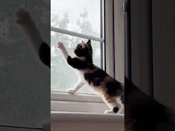 Cats Losing Their Minds Over Weather 🐱🌪️😂 #shortvideo #cat #funny
