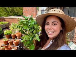 Pulling Cool Crops & Chaos Planting Summer Flowers! 🫛 🌼
