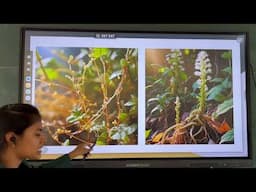 PATh171, Lec59. Phanerogamic Plant Parasites by Ramya  P
