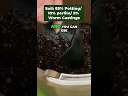 Do This Now to Your Snake Plant! (Moonshine Care) #garden #houseplants  #plants #indoorplants