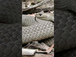 The DEADLIEST Snake In AUSTRALIA! #snake #snakes #australia