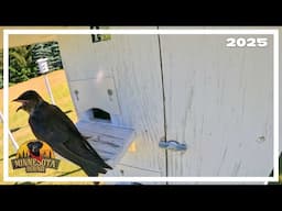 Purple Martin Man | Minnesota Bound