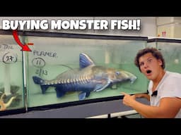 Buying MONSTER FISH For My AQUARIUM!