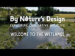 By Nature’s Design: Exploring Our Native Wildlife, Welcome to the Wetlands