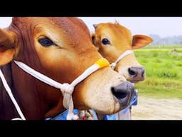 cow unloading, cow videos, cow video, animal, big cow, goru hamba cow, Ep-222