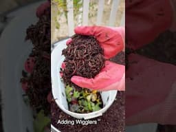 DIY in Bed Vermicomposting!