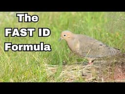 Bird Identification Mastery (The Easy Way)