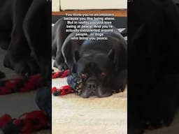 Peaceful Dog ❤️ #shorts #dog #canecorso