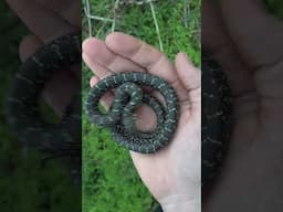 How Many Different Snakes Will We Find?