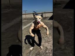 Valuci is excited about his gains from working out #morningroutine #travelfitness #nomadic