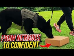 Building Confidence in the Environmentally Sensitive Dog | Scentwork & Confidence Webinar