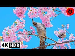 4K HDR Memories of Tokyo Sakura 2025