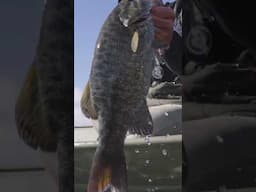 Who's a good fisherman?