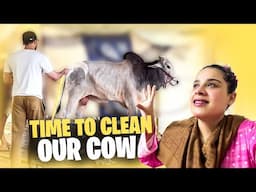 Time To Clean Our Cow 😍 Bohat Sakoon Mila Cow Ko Wash Kar Ke 🥰
