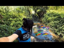 Catching aquarium fish in Australia