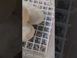 Happy Egg Update!